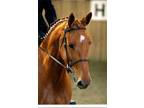 For Sale 16'1 Warmblood Mare Novice Horse