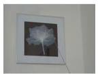 2 x Pictures x-ray type flower pics in silver frame. 2 x....