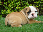 Extremely Cute English Bulldog Puppies Available For Adoption