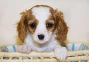 X-Mass Cavalier King Charles Spaniel Puppies for Sale